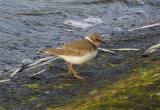 Little Plover
