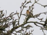 Brambling