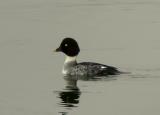 Goldeneye