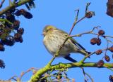 Siskin
