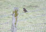 Stonechat