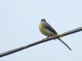 Grey Wagtail