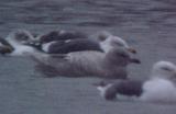 Iceland Gull