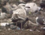 Caspian Gull