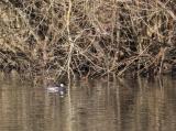 Smew