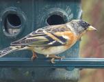 Brambling