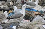 Caspian Gull