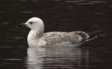 Caspian Gull