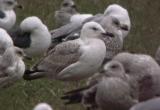 Caspian Gull