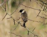 Stonechat