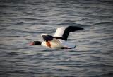 Shelduck