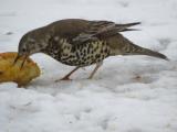 Mistle Thrush