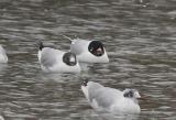 Mediterranean Gull