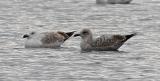 Caspian Gull