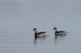 Black-necked Grebe