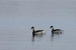 Black-necked Grebe