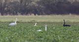 Whooper Swan