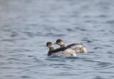 Black-necked Grebe