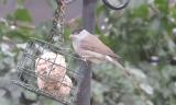 Blackcap