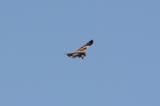 Red Kite