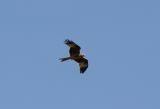 Red Kite
