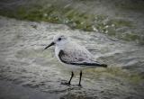 Sanderling