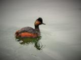 Black-necked Grebe