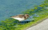 Sanderling