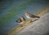 Temminck's Stint