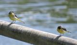 Grey Wagtail