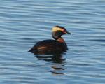 Slavonian Grebe