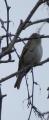 Spotted Flycatcher