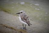 Sanderling