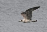 Yellow-legged Gull