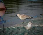 Mediterranean Gull
