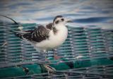 Little Gull