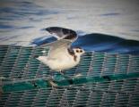 Little Gull