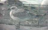 Mediterranean Gull