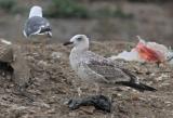 Caspian Gull