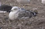 Caspian Gull