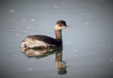 Black-necked Grebe