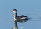 Black-necked Grebe