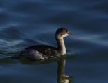 Black-necked Grebe