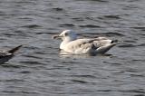 Caspian Gull