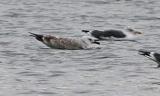 Caspian Gull