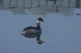 Black-necked Grebe
