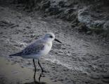 Sanderling