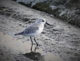 Sanderling