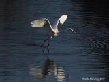 Great Egret