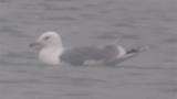 Caspian Gull